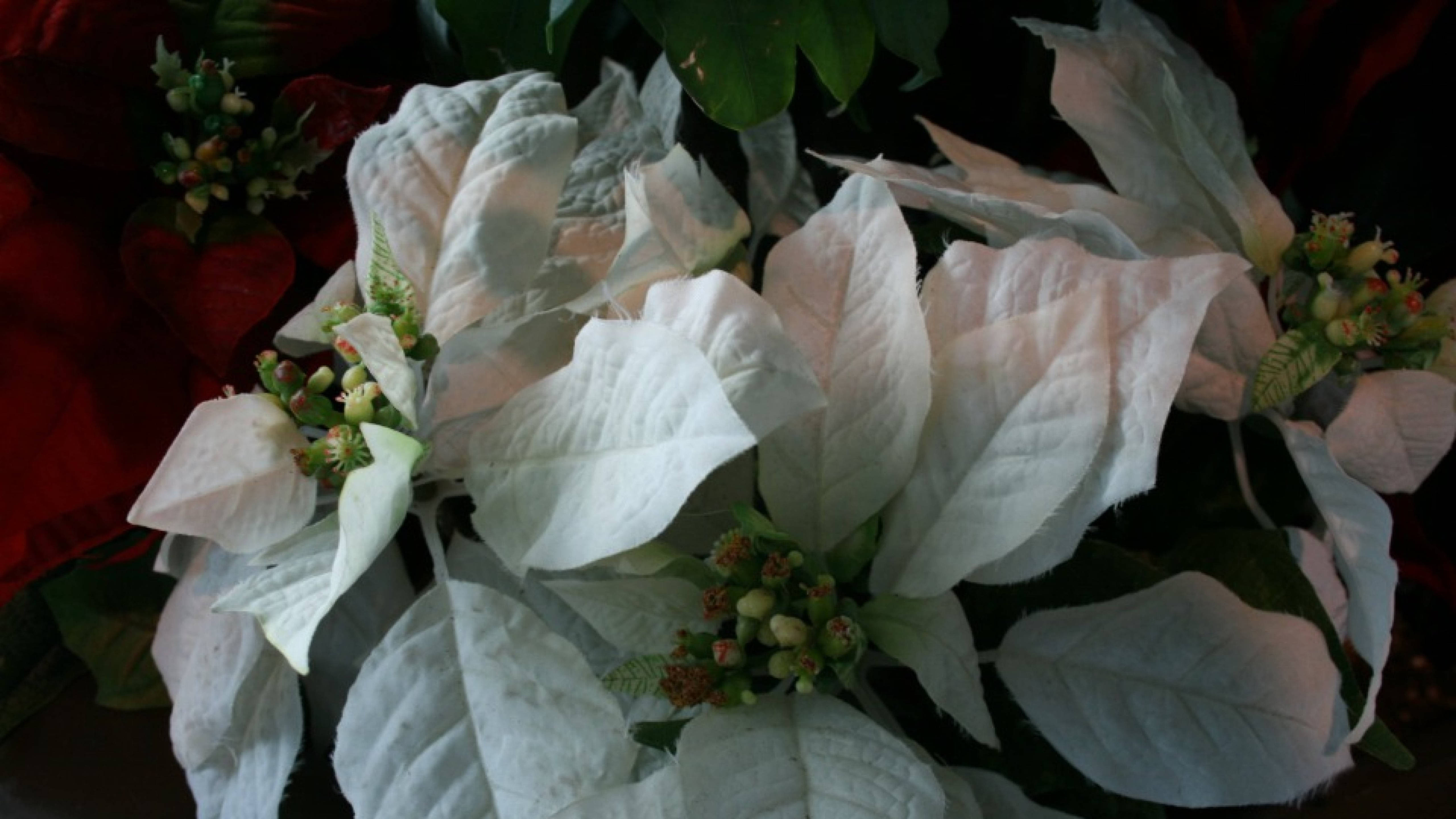 White Wonder Poinsettia Bakgrunner