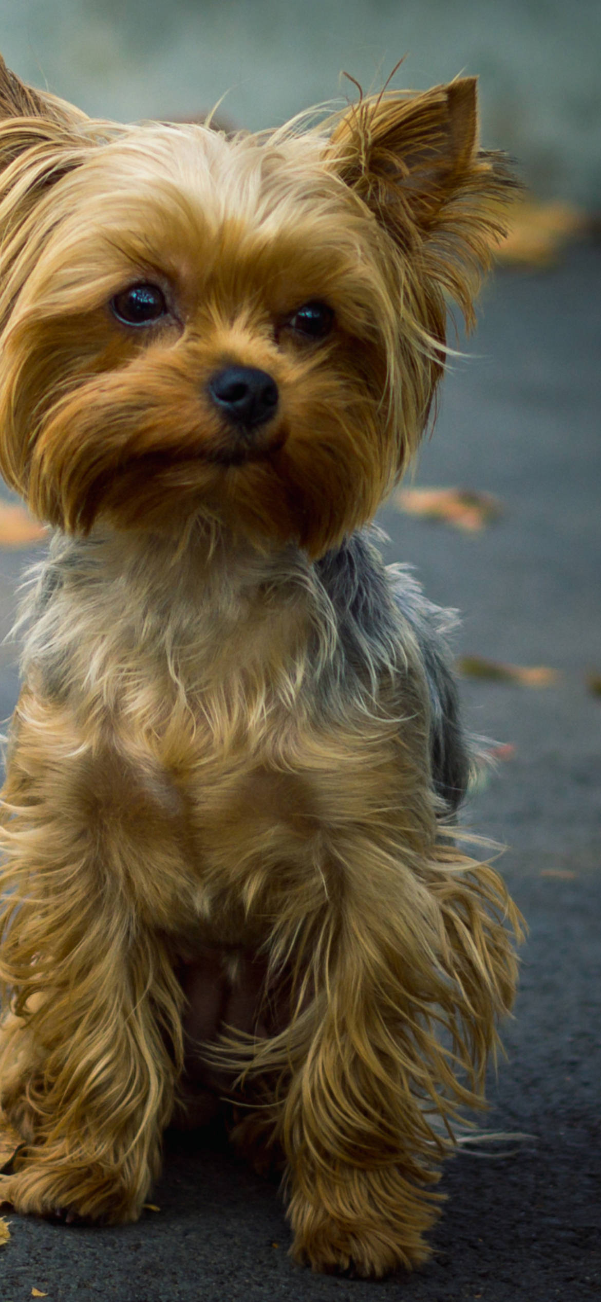 Yorkshire Terrier nærportrett Bakgrunner