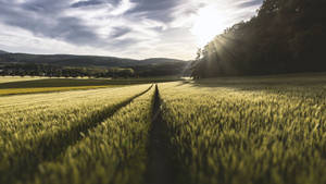 4k Natur Enger og Sollys — 4K natur Bakgrunner