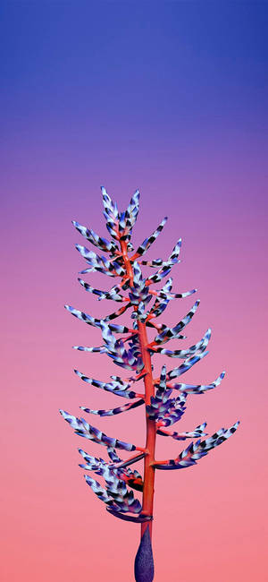 Aechmea-blomst Apple — iPhone 17 Pro Bakgrunner