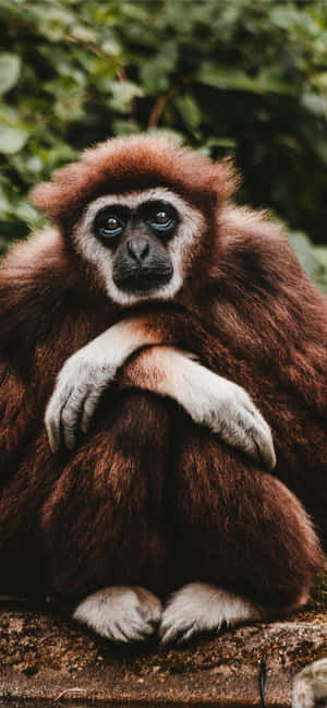 Android Gibbon bakgrunn — POCO M Bakgrunner