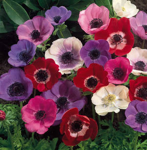 Anemoneblomster i full blomst bakgrunn — Galaxy Z Flip7 FE Bakgrunner