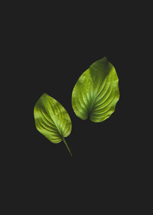 Anthuriumblad i svart bakgrunnsbilde. — OnePlus Pad 3 Pro Bakgrunner