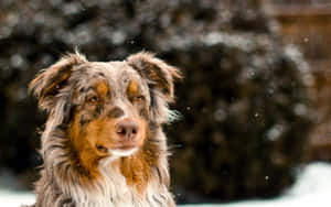 australsk gjeterhund bilder — Vinter Bakgrunner