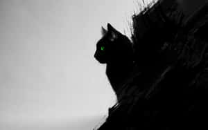 Bilder av svart katt — Cat Noir Bakgrunner