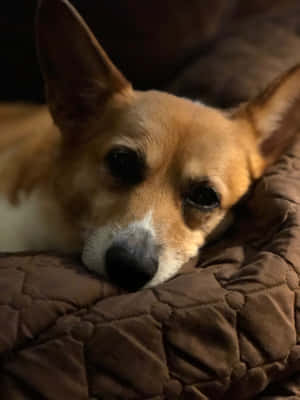 Corgi morsomme bilder — iPad Pro 13 Bakgrunner