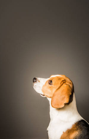 Beagle-hund fra siden — Galaxy Tab S9 FE Bakgrunner