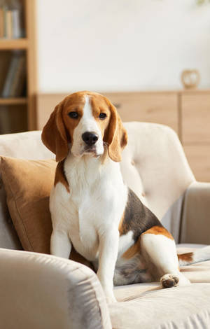 Beagle-hund som sitter i sofa — Redmi Pad 2 9.7 Bakgrunner