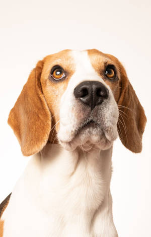 Beaglehund med haken opp — Galaxy Tab S9 FE Bakgrunner