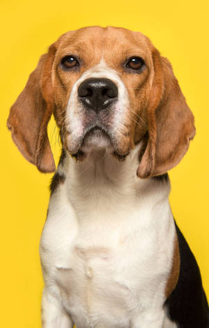 Beaglehund på gul bakgrunn — Galaxy Tab S9 FE Bakgrunner