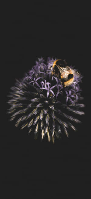 Bee Iphone — iPhone 13 Pro Bakgrunner