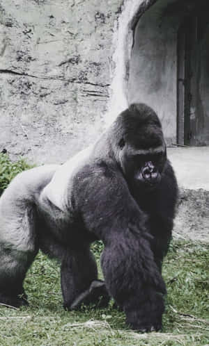 Beste gorilla bakgrunn — Galaxy Tab A11 Bakgrunner