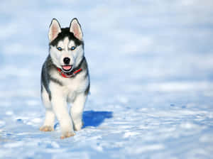husky-bilder — Hund Bakgrunner