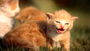 Søte kattebilder — Søt katt Bakgrunner
