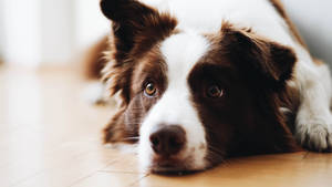 Hvit og brun pelsete hund som ligger som skrivebordsbakgrunn. — Pro Display XDR Bakgrunner