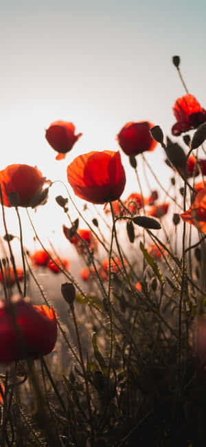 Rød blomst estetikk — Redmi Note 15 Pro 4G Bakgrunner
