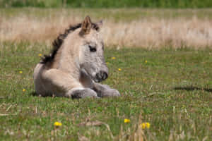 Søt hest bakgrunn — Søt hest Bakgrunner