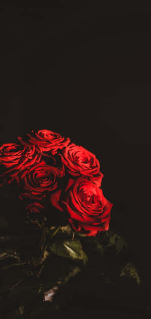 Rød Blomst Bakgrunn — Honor Magic8 Pro Air Bakgrunner