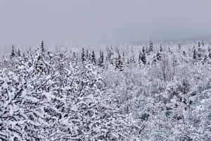 Anchorage Alaska Bilder — Snøestetikk Bakgrunner