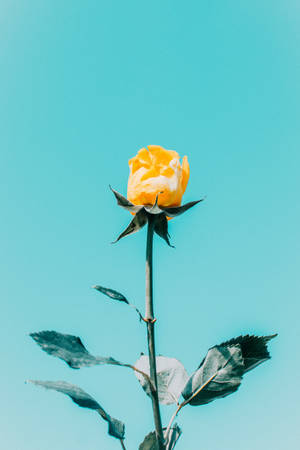 Blå himmel gul rose estetikk — Rose Aesthetic Bakgrunner