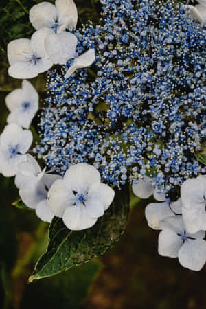 Blå hortensia Serrata-blomster Telefonbakgrunn — Huawei MatePad 11.5 (2025) Bakgrunner