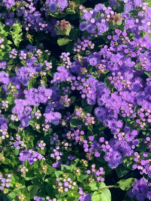 Blåmunkeblomster Floral Iphone