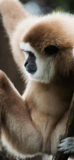 iPhone Xs Max Gibbon Bakgrunn — iPhone 14 Plus Bakgrunner