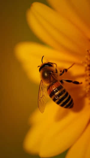 skjønnhet,blomster,blomst,friskhet,flora,naturlig,vår,fersk,nærbilde,enkel,foto,plante — Blomst GIF Bakgrunner