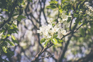 Blomster i vårsesongen bakgrunn