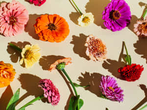 Blomsterbakgrunn — Blomstermønster Bakgrunner