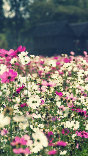 Blomstereng Floral Iphone — Blomstret iPhone Bakgrunner