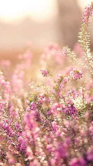 Blomstertelefon 1080 x 1920 bakgrunn — Blomstertelefon Bakgrunner