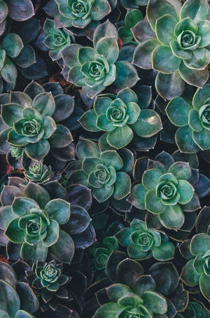 Echeveria sukkulent grønn estetisk bakgrunnsbilde