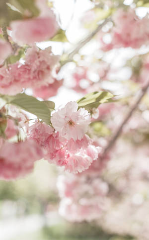 Blomstrende Søt Rosa Estetisk Kirsebærblomst — Infinix Xpad 30 Pro Bakgrunner