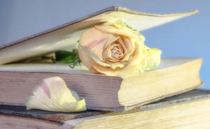 Bokside Rose Estetisk — Rose Aesthetic Bakgrunner