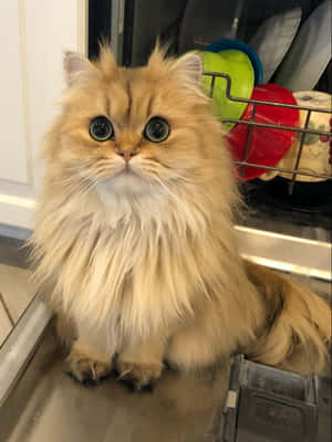 perserkatt bilder — Katt Bakgrunner