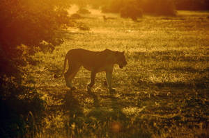 Botswana sollys løvinne — Løve Bakgrunner
