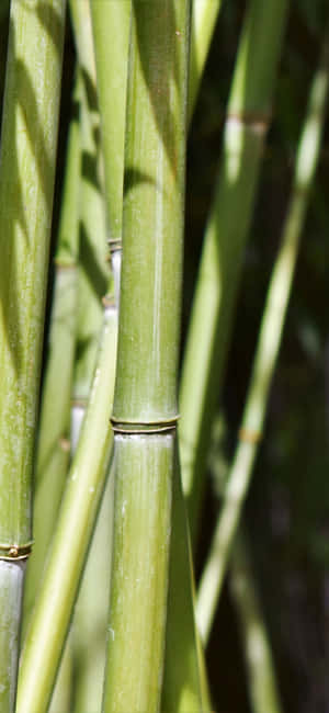 Green Bamboo — iPhone 15 Pro Max Bakgrunner