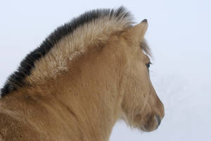 Søt brun hest i vintersnø bakgrunnsbilde