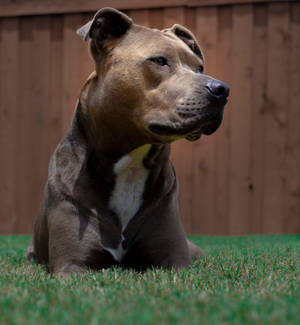 Brun og hvit amerikansk Pitbull valp bakgrunnsbilde — Oppo Find N6 Bakgrunner