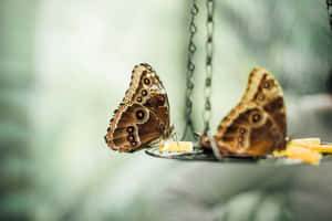 Butterfly Aesthetic-bilder — MacBook Pro M4 Bakgrunner