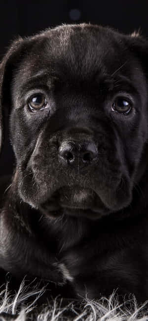 Cane Corso-bakgrunn — POCO F7 Pro Bakgrunner