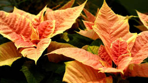 Cinnamon Star Poinsettia bakgrunnsbilde — iMac Bakgrunner