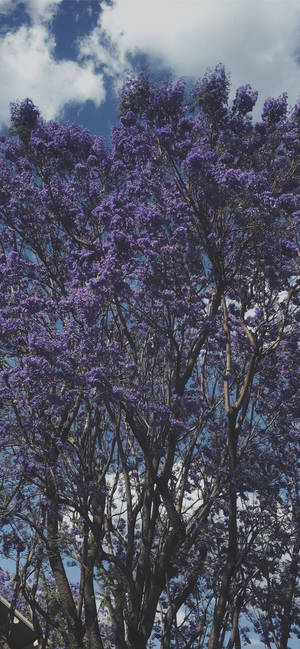 Cool Purple Tree bakgrunnsbilde — iPhone 15 Pro Max Bakgrunner