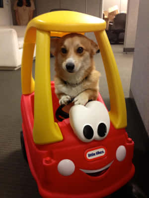 Corgi morsomme bilder — iPad Pro 12.9 Bakgrunner