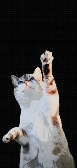 Dansende katt løfter labben.jpg