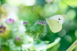 Sommerfugl estetiske bilder — MacBook Air 15 Bakgrunner