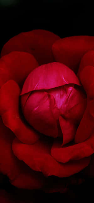 Rød Blomst Bakgrunn — ROG Phone 9 Bakgrunner