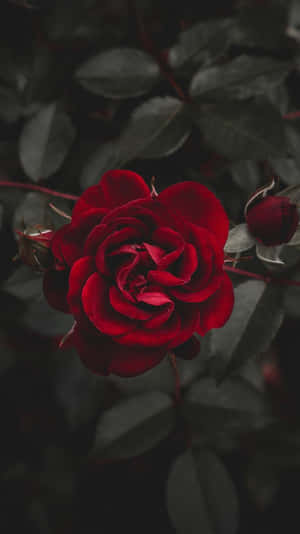 Rosebilder — Rose Aesthetic Bakgrunner