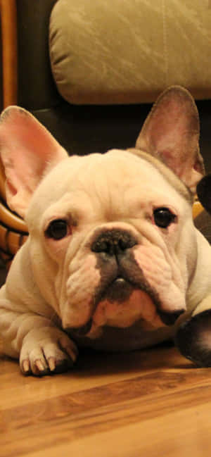 fransk bulldog-bilder — Xiaomi 18 Pro Bakgrunner